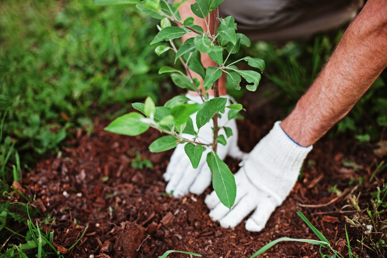 Plantation d’un arbuste