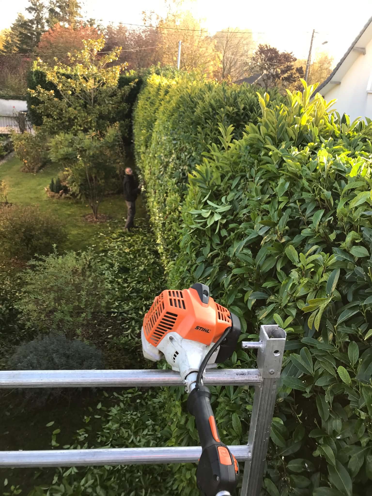 Taille de haie en hauteur